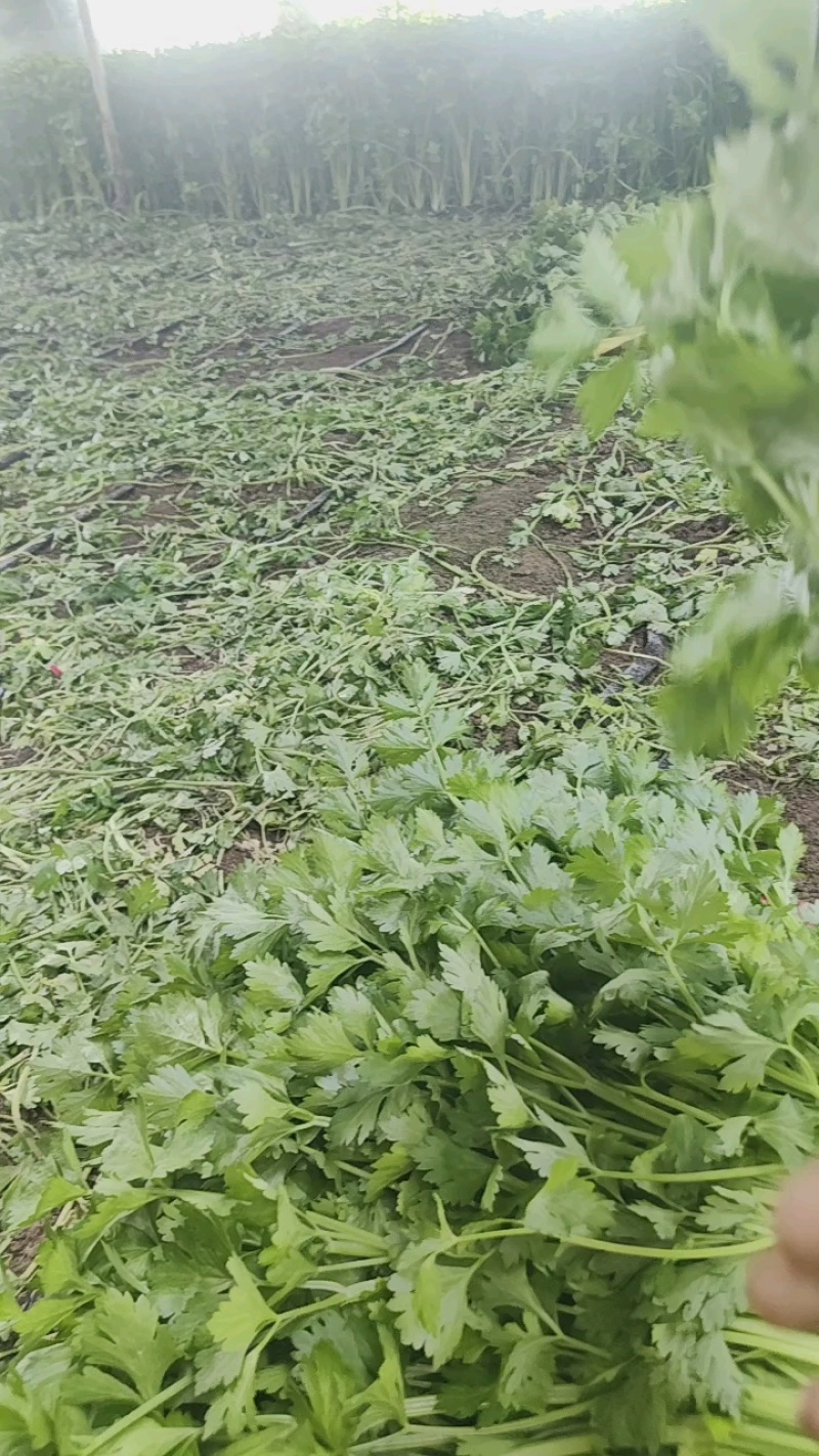精品香芹一手货源品质保证直供电商团购商超