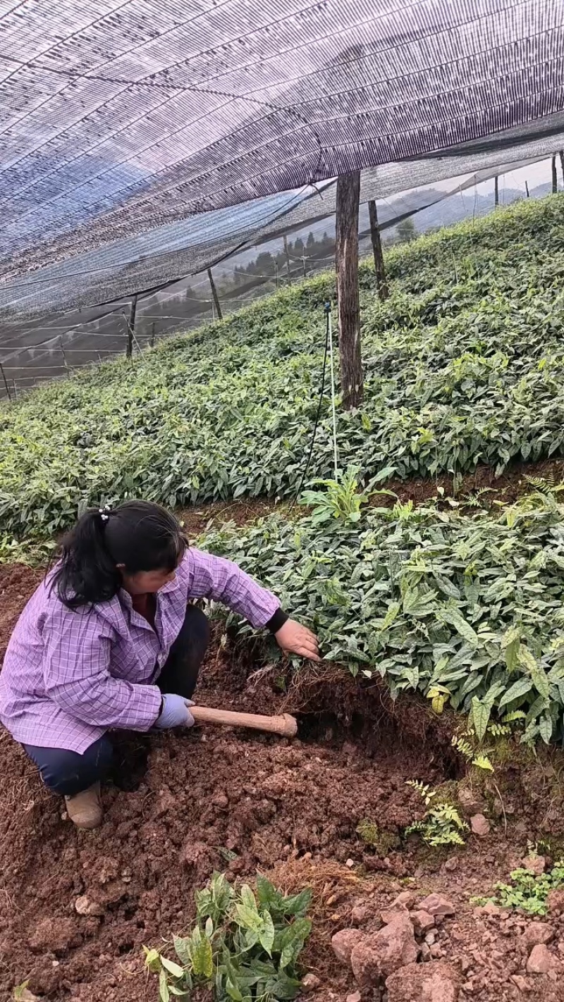 精品金果榄种苗，一手货源产地直发，量大从优