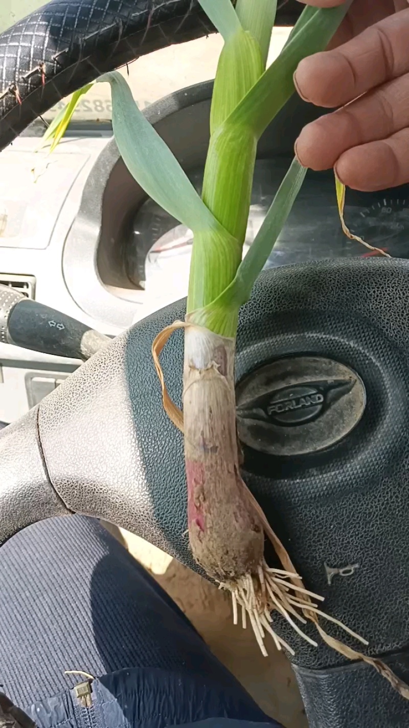 青蒜苗