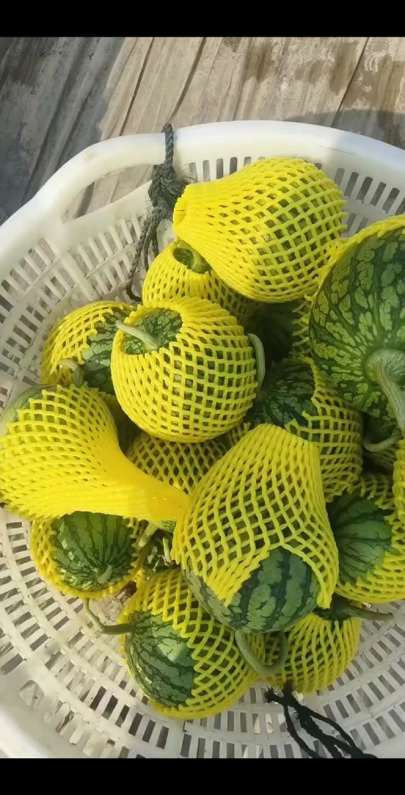 西瓜/特小凤西瓜/东台西瓜/东台特小凤西瓜/江苏西瓜