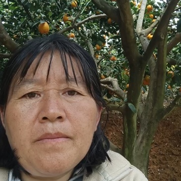 石棉县黄果柑