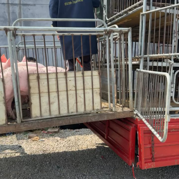 山东三元仔猪猪场直发，疫苗齐全，欢迎来电视频看货