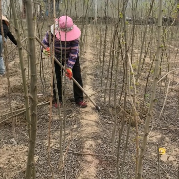 【实力承接工程】优质刺槐苗千亩基地现挖现发