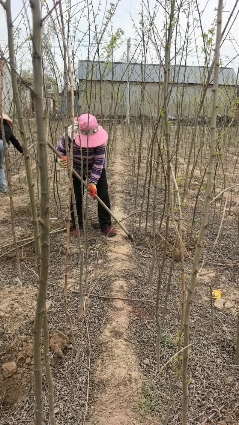 【实力承接工程】优质刺槐苗千亩基地现挖现发