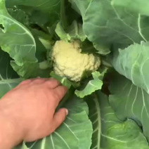 博爱县菜花，基地种植，可挑可选，大车小车都可以，欢迎联系