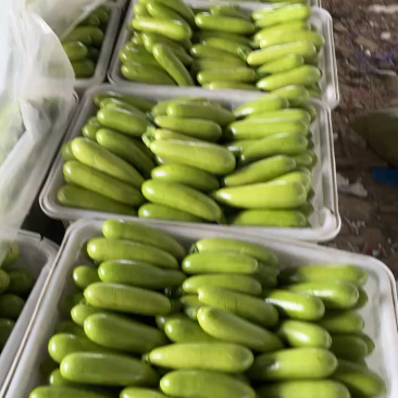 精品绿皮西葫芦已经开始大量上市了哈，各位老板可以联系了。