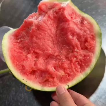 云南西双版纳美都无籽西瓜大量供应产地直发欢迎来电咨询