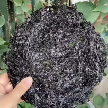 广东紫菜大量供应量大质优品质保证诚信经营欢迎来电