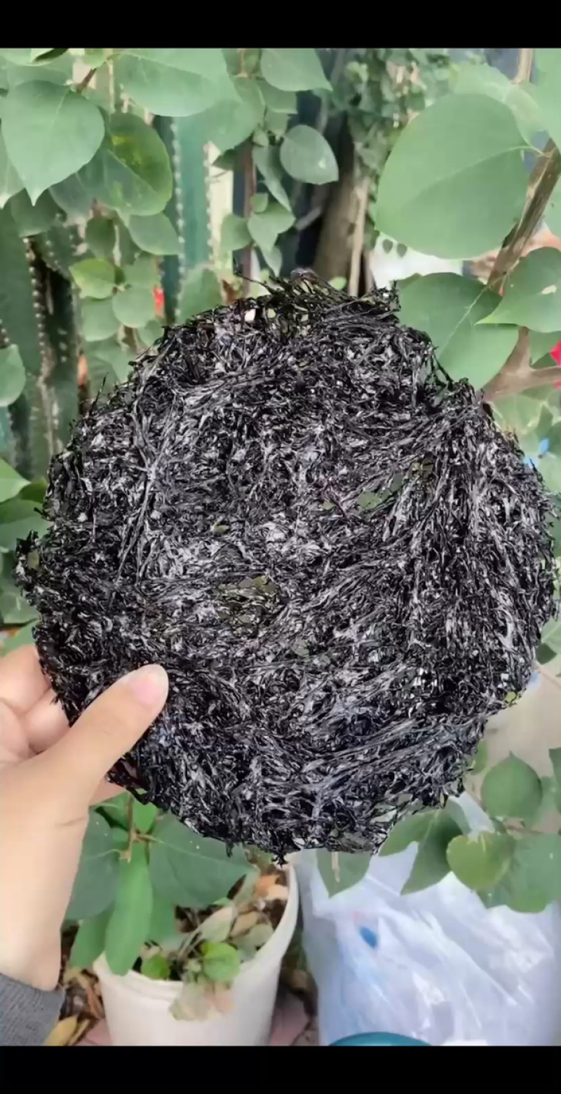 广东紫菜大量供应量大质优品质保证诚信经营欢迎来电