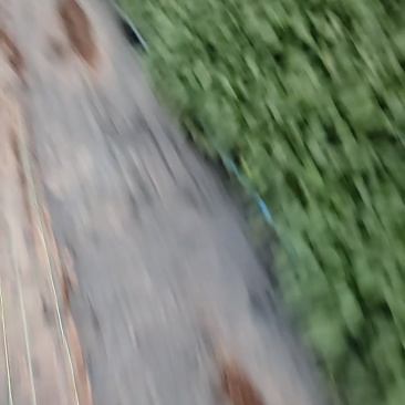 辣椒苗四川蔬菜苗产地直发螺丝椒苗保质保量云贵川优先发货