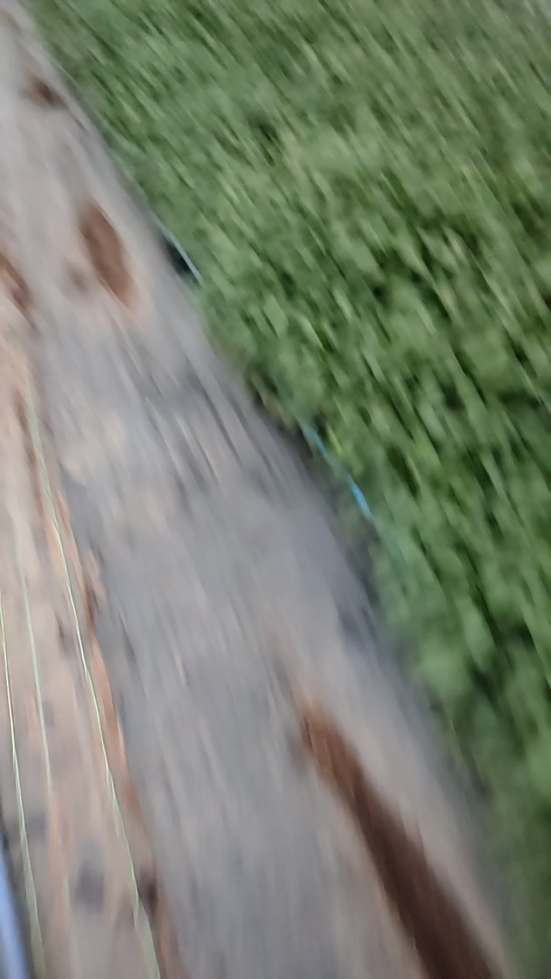 辣椒苗四川蔬菜苗产地直发螺丝椒苗保质保量云贵川优先发货