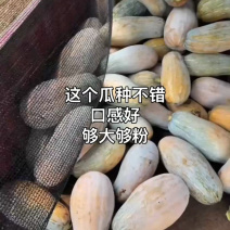 蜜本南瓜11吨4-14斤，条形瓜89全黄，要18吨也有