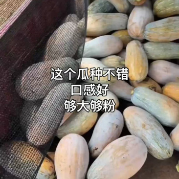蜜本南瓜11吨4-14斤，条形瓜89全黄，要18吨也有