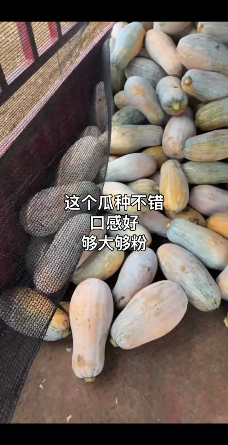 蜜本南瓜11吨4-14斤，条形瓜89全黄，要18吨也有