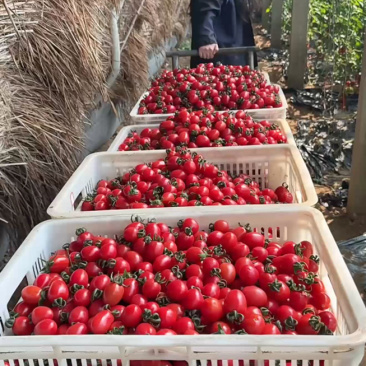 山东圣女果