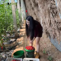 今早采摘，品质杠杠的柿子，想吃的来！