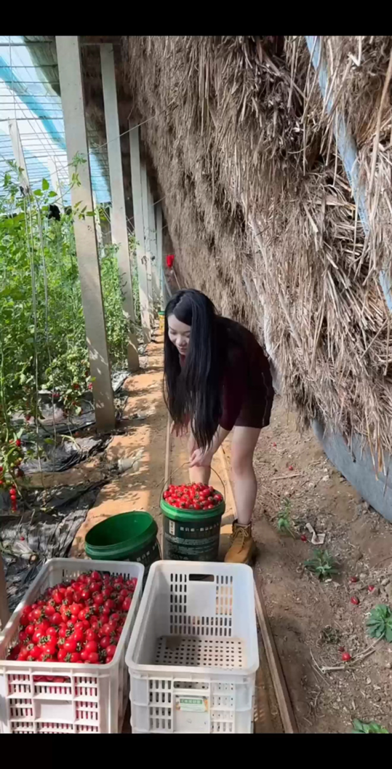 今早采摘，品质杠杠的柿子，想吃的来！