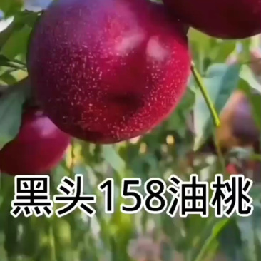 辽宁黑头158油桃苗产地耐寒品种