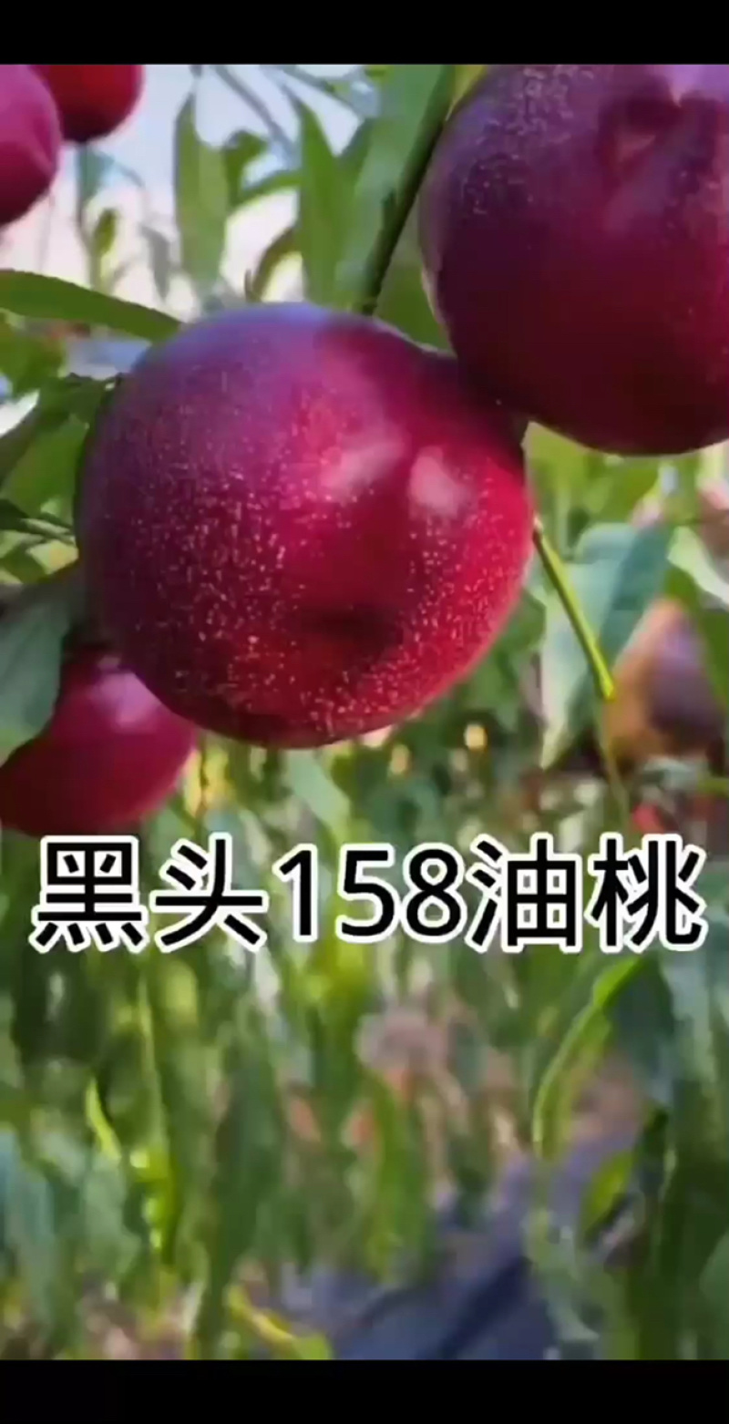 辽宁黑头158油桃苗产地耐寒品种