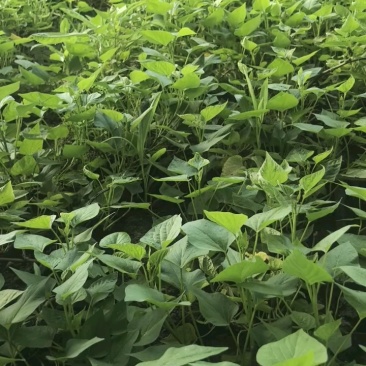 【品种齐全】脱毒原种商薯19红薯苗技术指导易成活基地直发