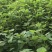 【品种齐全】脱毒原种商薯19红薯苗技术指导易成活基地直发