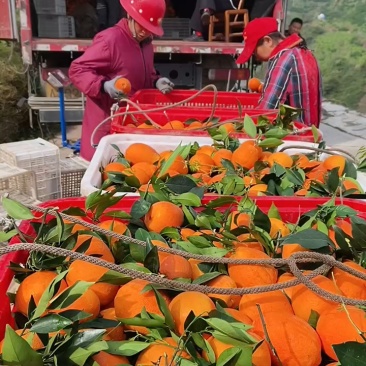 【源头货源】纽荷尔，长虹脐橙，皮毛漂亮果园看货诚信经营
