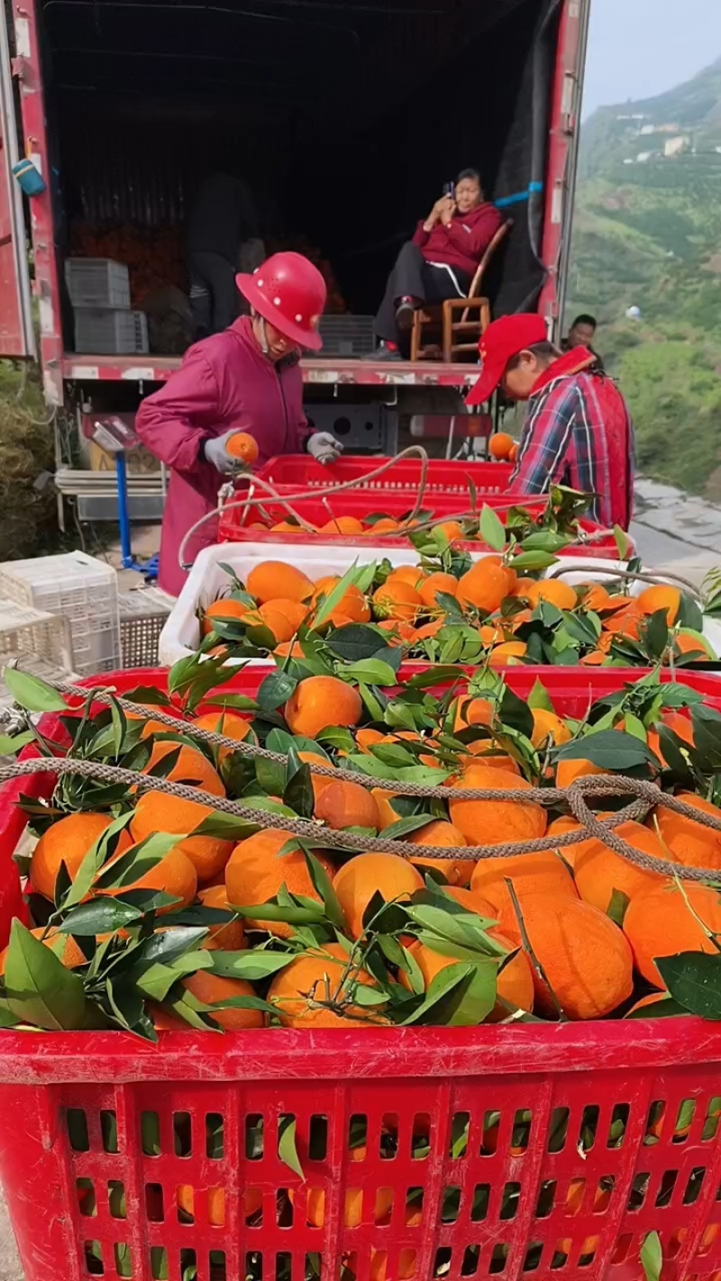 【源头货源】纽荷尔，长虹脐橙，皮毛漂亮果园看货诚信经营
