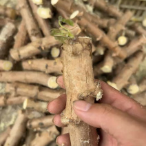 木薯种苗木薯种子基地自销大量有货品质保障欢迎咨询