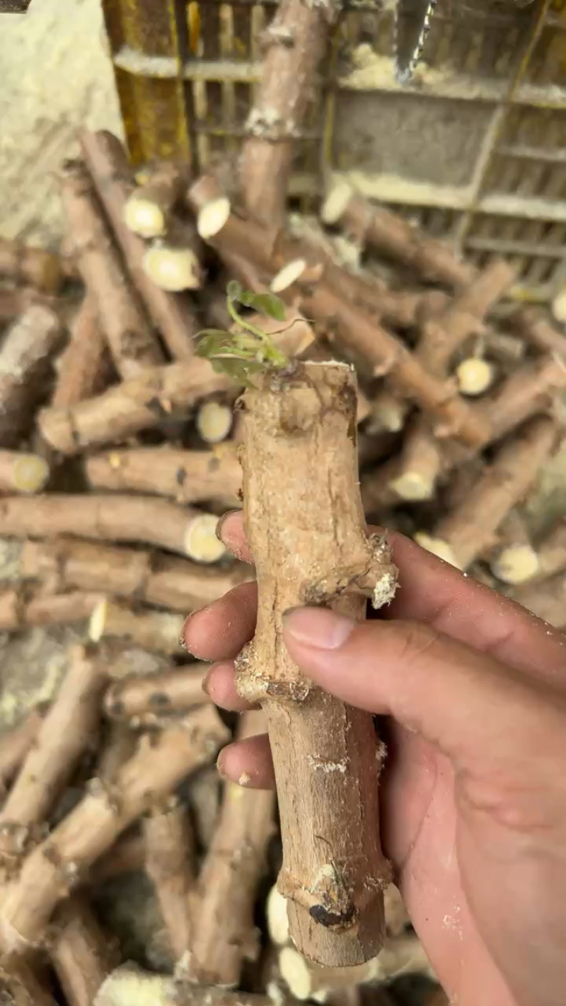 木薯种苗木薯种子基地自销大量有货品质保障欢迎咨询