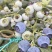 蓝莓花香f6