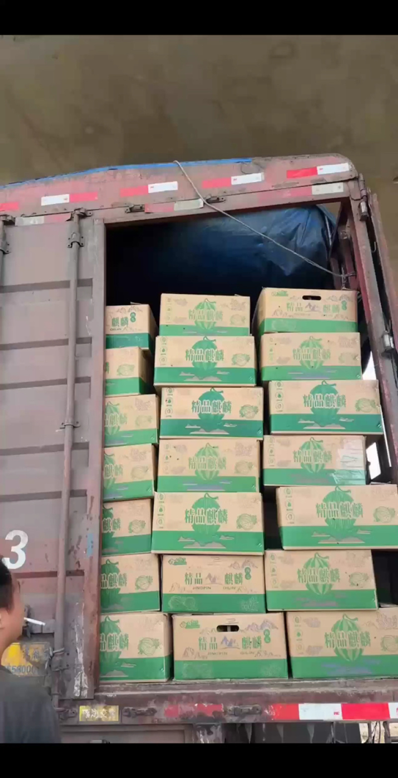 万亩大棚西瓜8424自生苗，支持电商对接欢迎各地老板致电