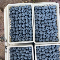 山东L11蓝莓大量上市量大从优味道好价格实惠欢迎咨询