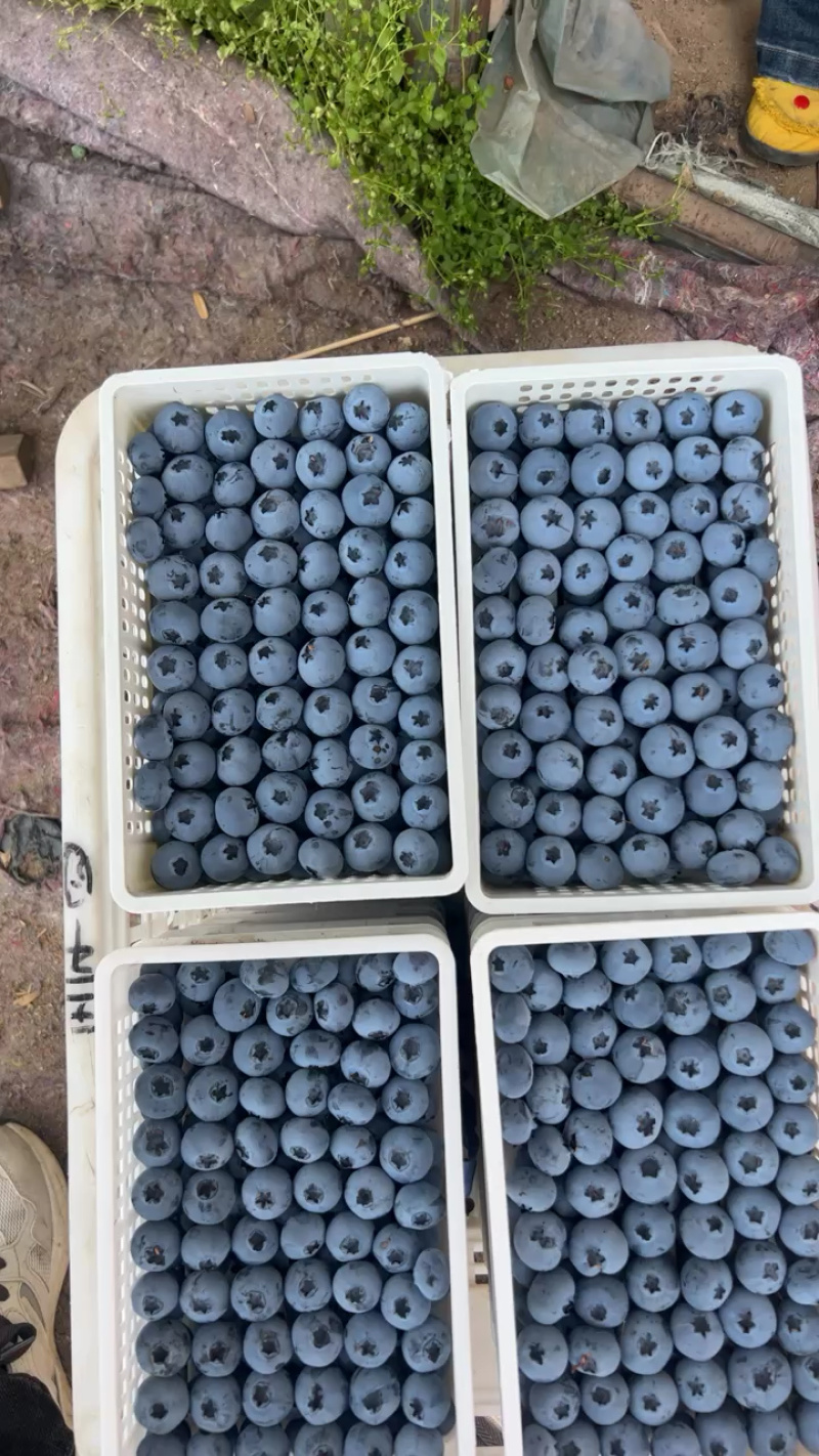 山东L11蓝莓大量上市量大从优味道好价格实惠欢迎咨询