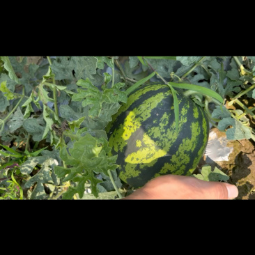 【推荐】云南甜王西瓜/产地直发/视频看货/诚信经营/电询