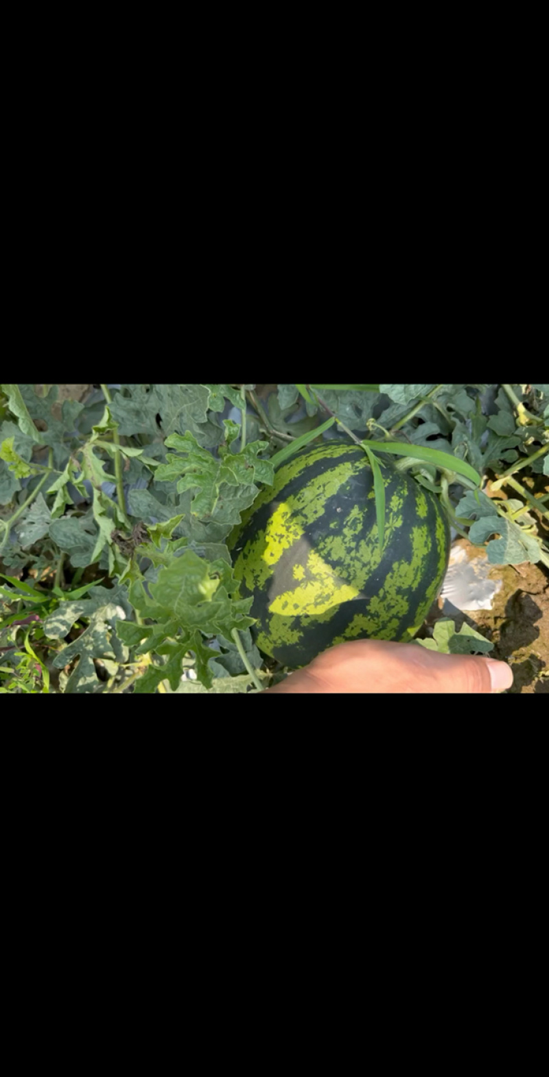【推荐】云南甜王西瓜/产地直发/视频看货/诚信经营/电询