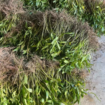 赤水金钗石斛种苗批发