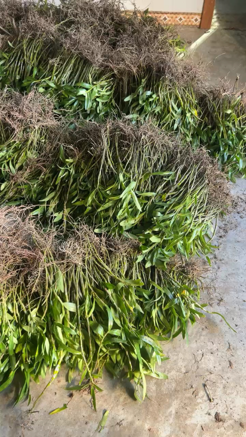 赤水金钗石斛种苗批发