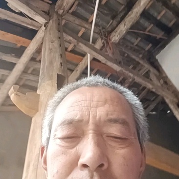 竹虫产地直发货源充足量大从优品质保证欢迎来电咨询订购