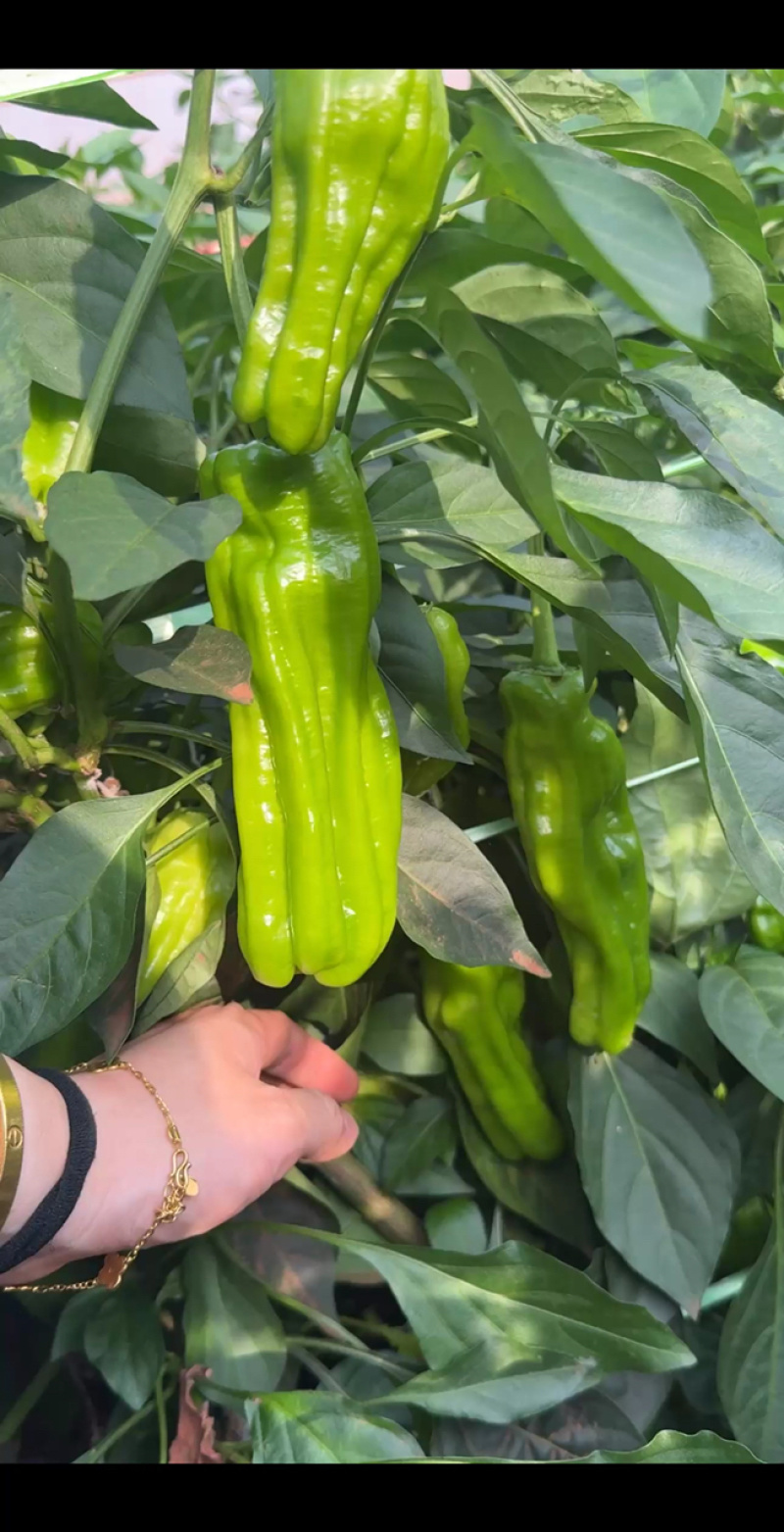 【热卖】薄皮泡椒苏椒芜湖椒产地大量上市代发全国市场商超