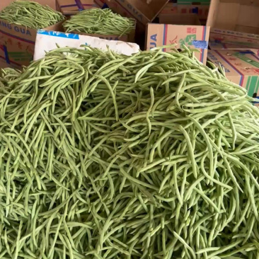 四季豆大量有货，品质漂亮无瑕疵！