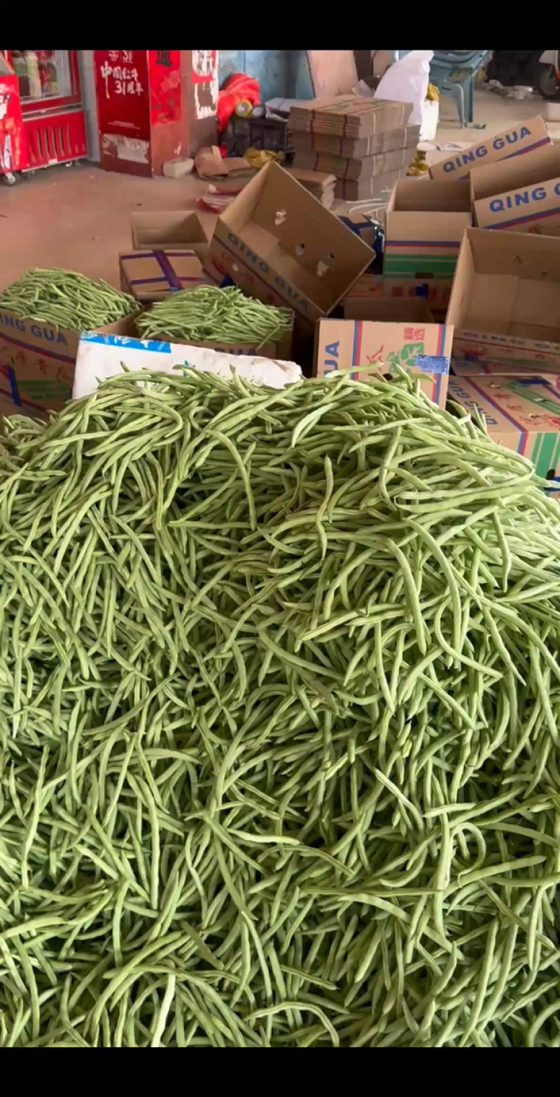 四季豆大量有货，品质漂亮无瑕疵！