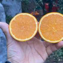 自家果园，湖北伦晚脐橙，纯甜橙子，大量供应，可代发