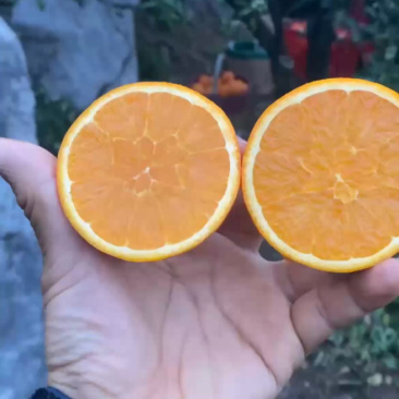 自家果园，湖北伦晚脐橙，纯甜橙子，大量供应，可代发