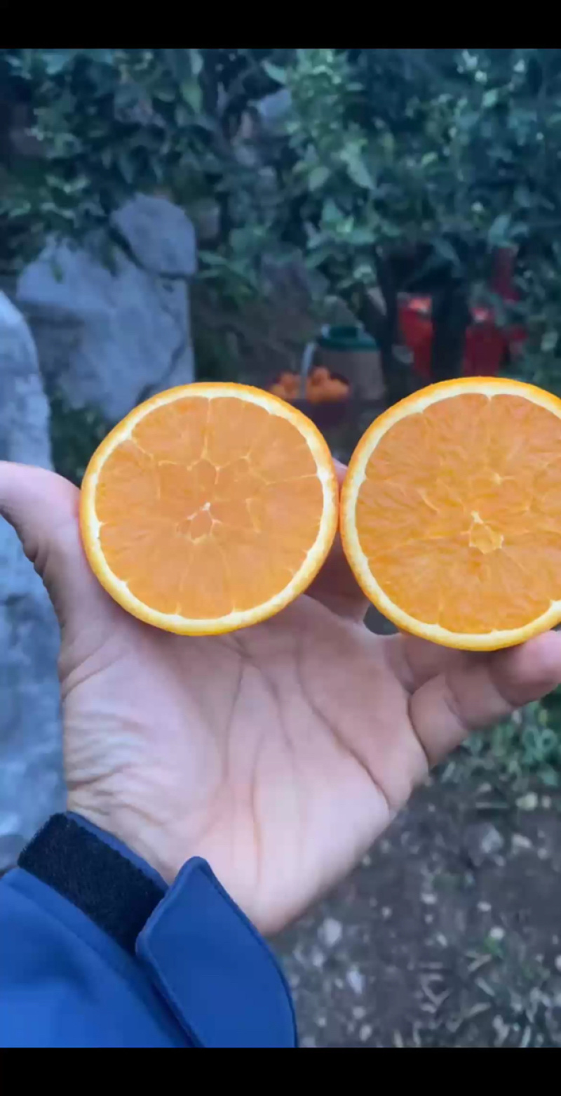 自家果园，湖北伦晚脐橙，纯甜橙子，大量供应，可代发
