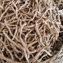 兰花草根土续断兰根幽兰根白净鲜货山货中草药包邮发货