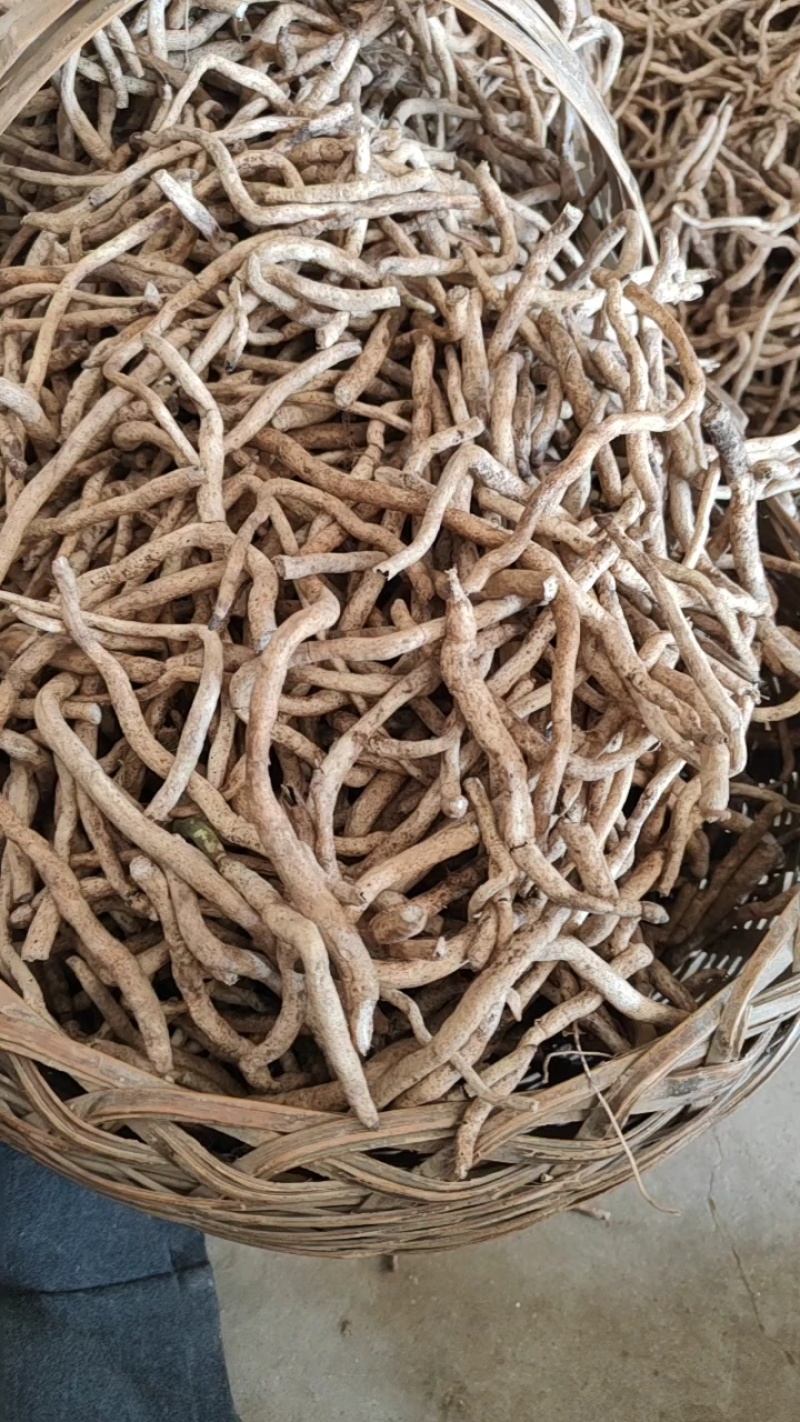 兰花草根土续断兰根幽兰根白净鲜货山货中草药包邮发货
