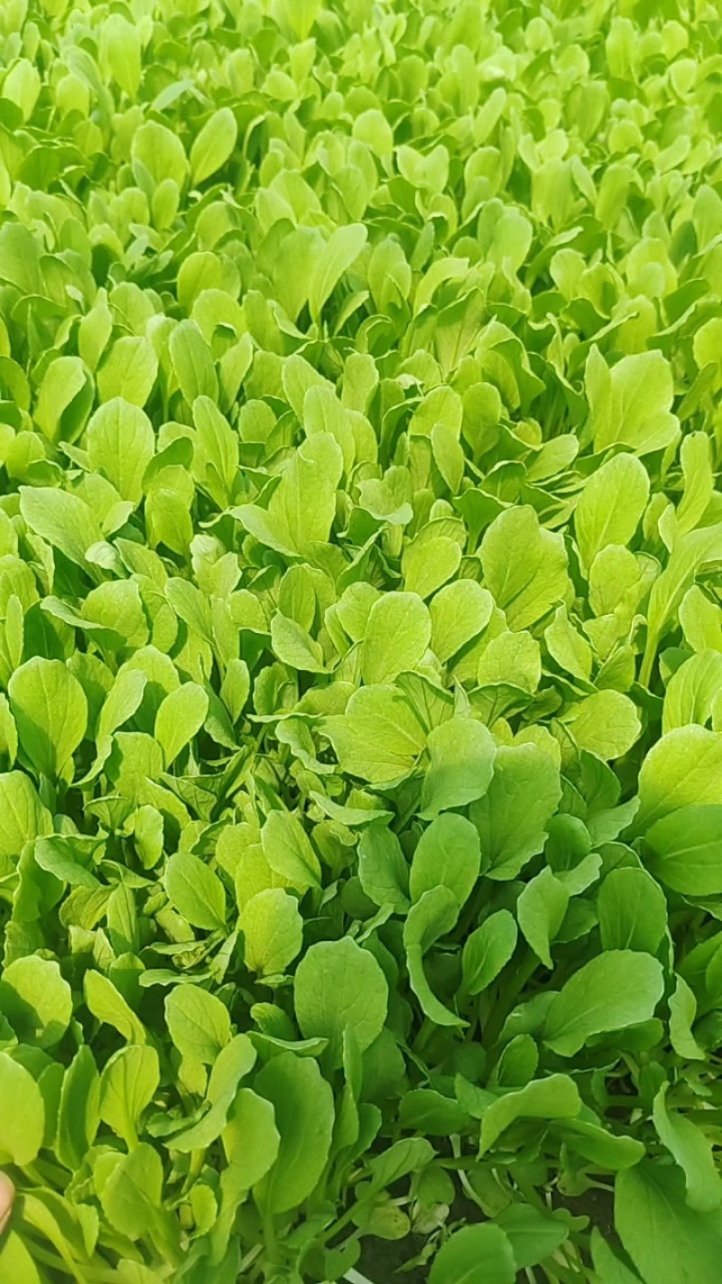 鸡毛菜【诚信经营】支持视频看货，可发往全国市场！
