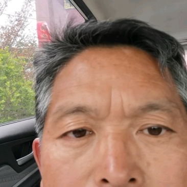 优选双仁酸枣苗，嫁接品种出仁率高、药用价值高、早结果丰产