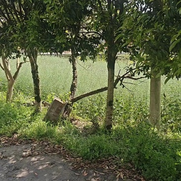 园林桂花树自家种植量从欢迎各位老板咨询采购