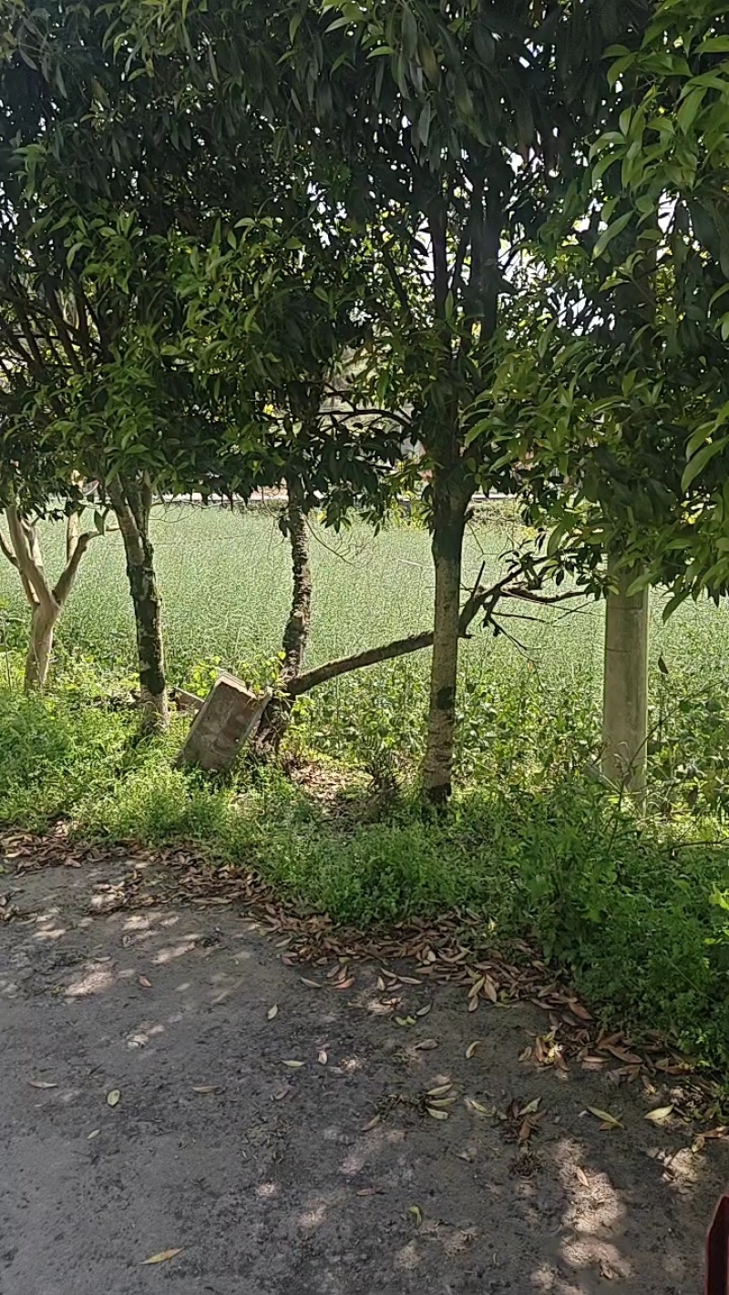 园林桂花树自家种植量从欢迎各位老板咨询采购